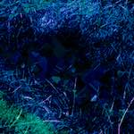 image: Image from the photoset &lsquo;damage (ccxxxv)&rsquo;.