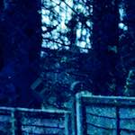 image: Image from the photoset &lsquo;damage (xxiii)&rsquo;.