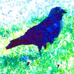 image: Image from the photoset &lsquo;damage (ccxcii)&rsquo;.