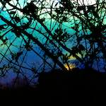 image: Image from the photoset &lsquo;damage (ccxcvi)&rsquo;.