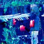 image: Image from the photoset &lsquo;damage (ccxcvi)&rsquo;.