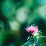 image: Image from the photoset &lsquo;damage (ccxcvi)&rsquo;.