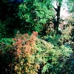 image: Image from the photoset &lsquo;damage (ccxcvi)&rsquo;.