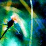 image: Image from the photoset &lsquo;damage (ccxcvi)&rsquo;.