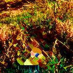 image: Image from the photoset &lsquo;damage (ccc)&rsquo;.