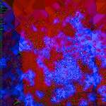 Fourth image from the photoset 'damage (clxiv)'.