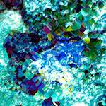 First image from the photoset 'damage (clxxviii)'.