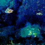 image: Image from the photoset &lsquo;damage (lxx)&rsquo;.