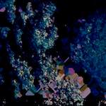 image: Image from the photoset &lsquo;damage (lxxvii)&rsquo;.