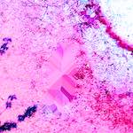 image: Image from the photoset &lsquo;damage (lxxxviii)&rsquo;.