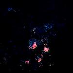 image: Image from the photoset &lsquo;damage (lxxxviii)&rsquo;.