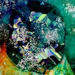 image: Image from the photoset &lsquo;damage (cxx)&rsquo;.