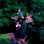 image: Image from the photoset &lsquo;damage (cxxxiv)&rsquo;.