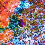 Seventh image from the photoset 'damage (cclxv)'.