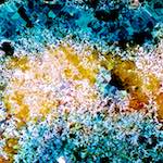 image: Image from the photoset &lsquo;damage (cclxxi)&rsquo;.