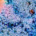 image: Image from the photoset &lsquo;damage (cclxxx)&rsquo;.