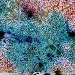 image: Image from the photoset &lsquo;damage (cclxxxi)&rsquo;.