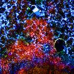 image: Image from the photoset &lsquo;damage (cclxxxiii)&rsquo;.