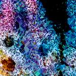 image: Image from the photoset &lsquo;damage (cclxxxvii)&rsquo;.