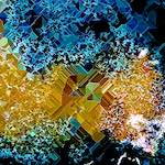 image: Image from the photoset &lsquo;damage (ccxc)&rsquo;.