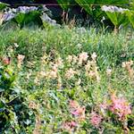 Third image from the photoset 'thames poly (vi)'.