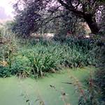 image: Image from the photoset &lsquo;tempsford (ii)&rsquo;.