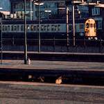 First image from the photoset 'train (vii)'.