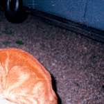 image: Image from the photoset &lsquo;untitled (xxvi)&rsquo;.