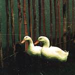 image: Image from the photoset &lsquo;untitled (xxxvi)&rsquo;.