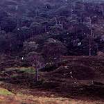 Fourth image from the photoset 'highlands (xiii)'.