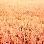 Third image from the photoset 'north (i)'.