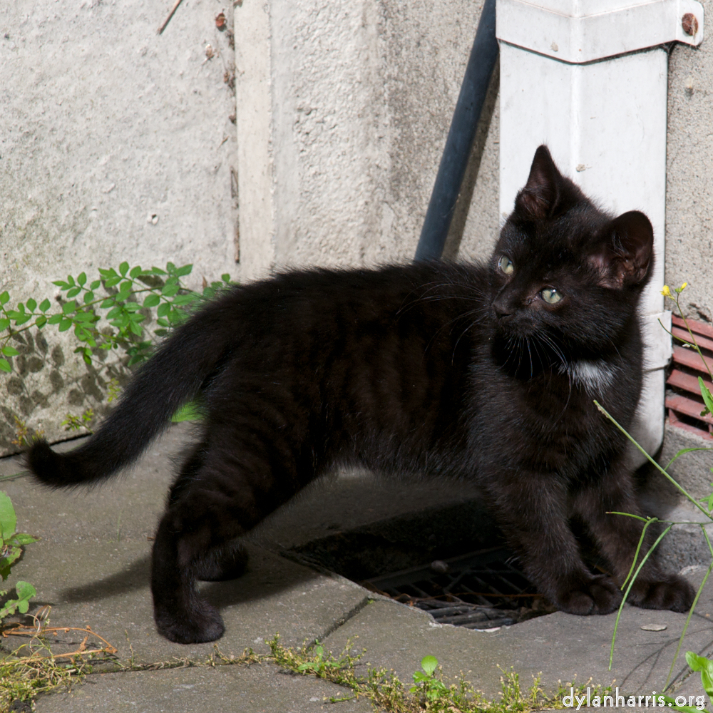 Image: Image 'small lives &mdash; meet the kitties 1'.