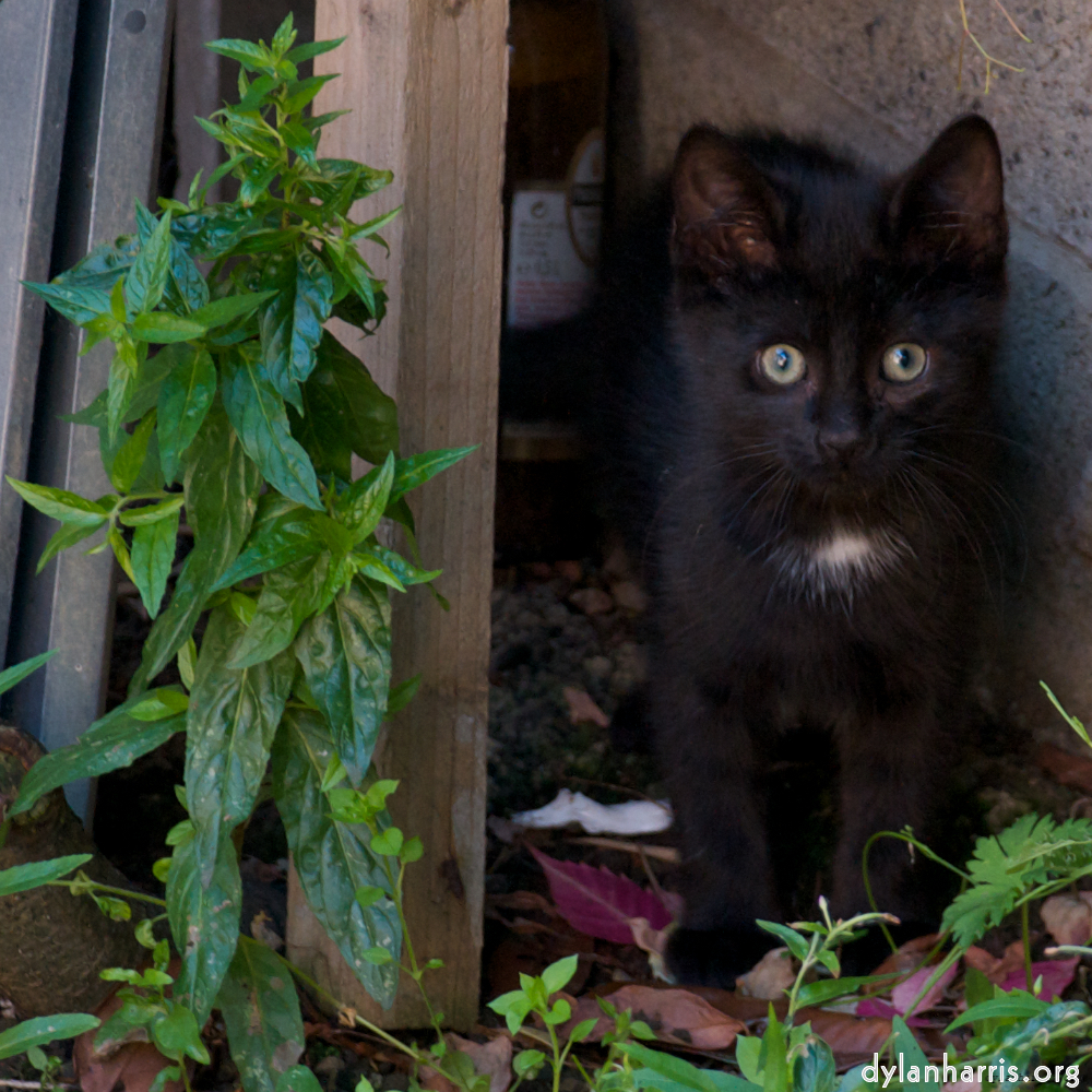 Image 'small lives<br>meet the kitties 3'.