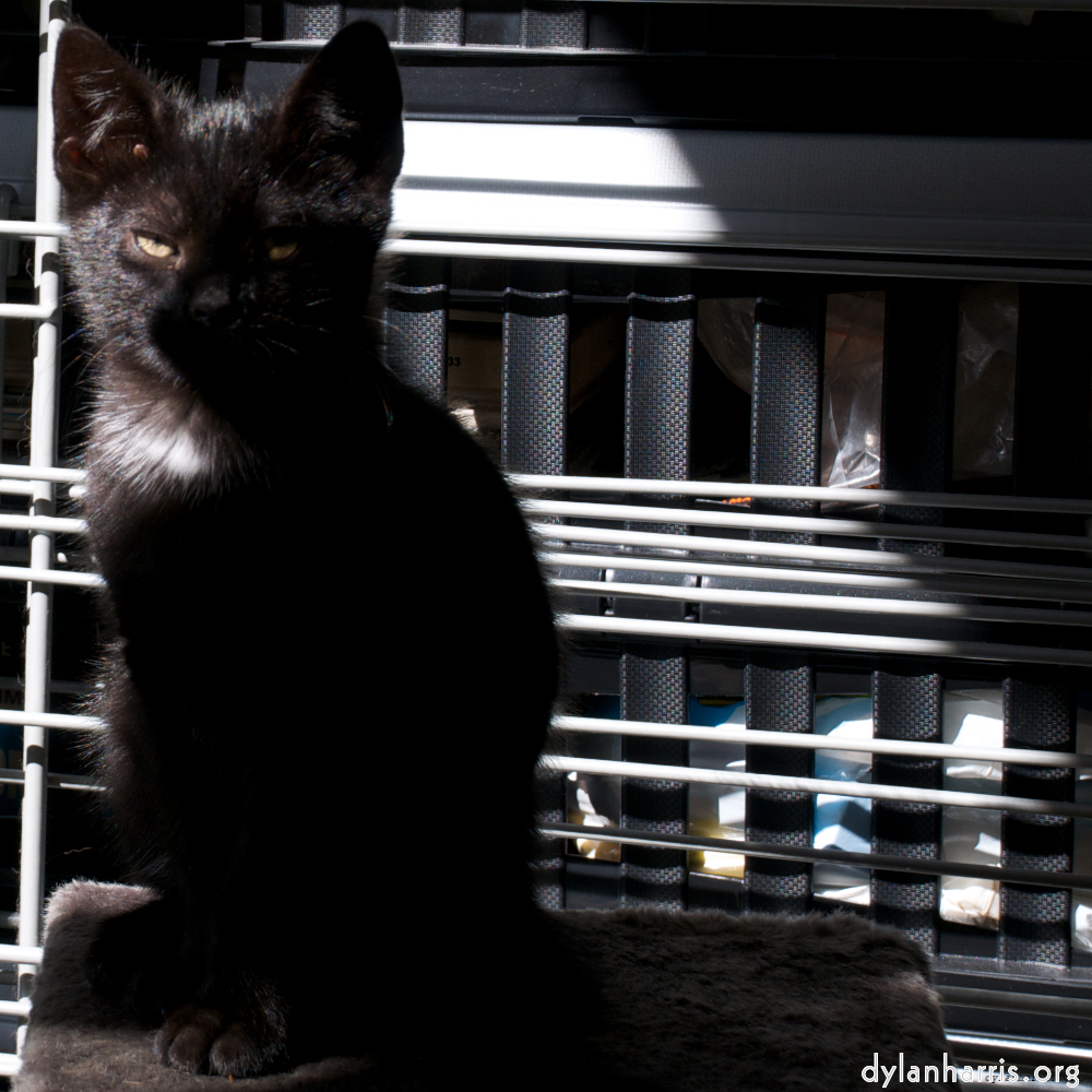 Image: Image 'small lives &mdash; meet the kitties 4'.