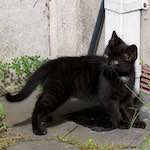 First image from the photoset 'small lives<br>meet the kitties'.