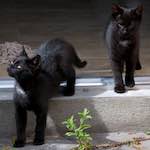 Sixth image from the photoset 'small lives<br>meet the kitties'.