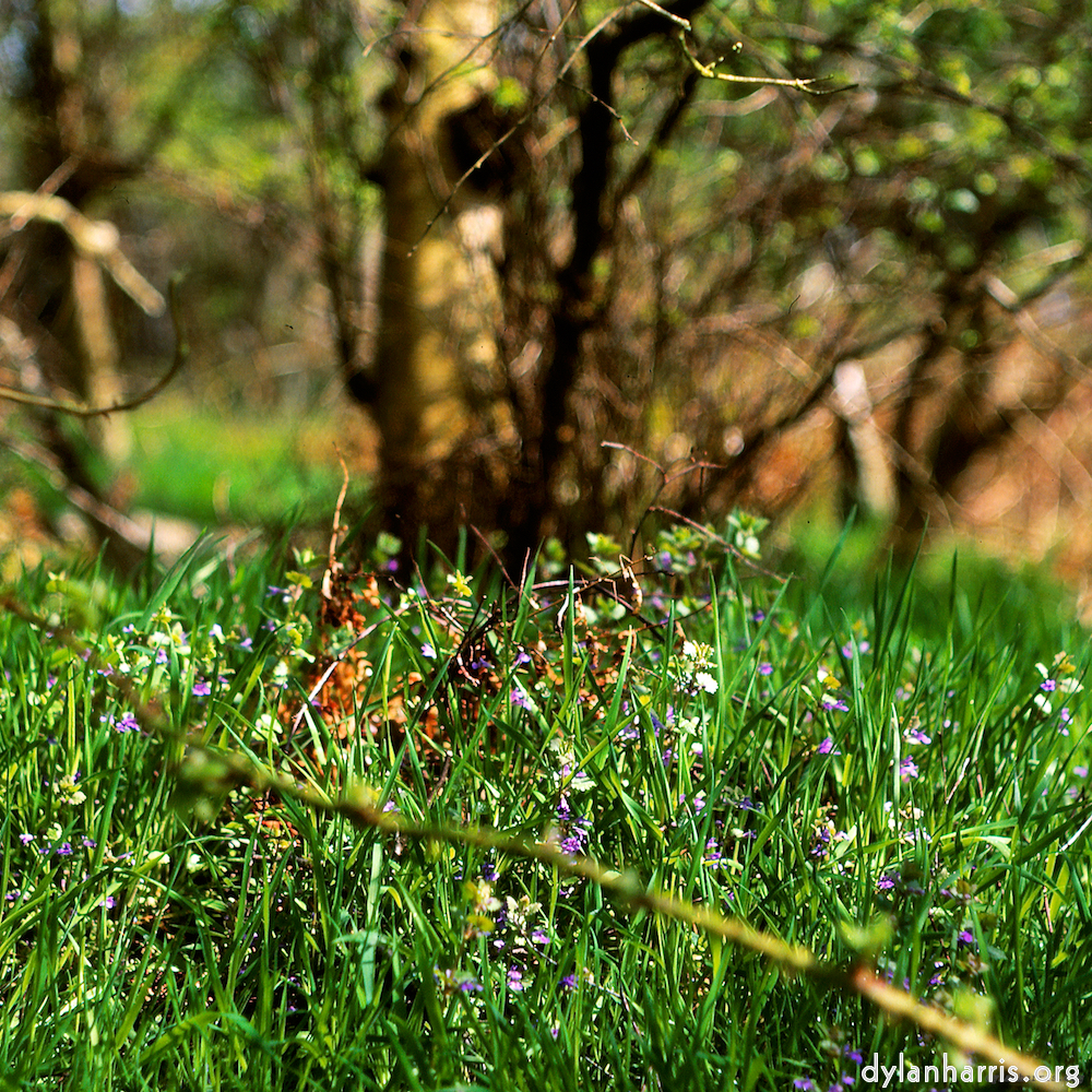 image: This is &lsquo;fen (xi) 1&rsquo;.