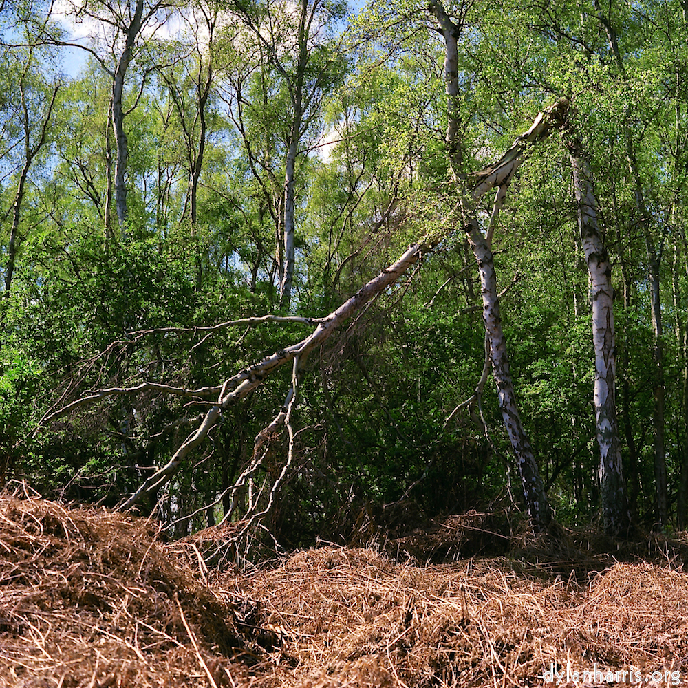 image: This is &lsquo;fen (xii) 4&rsquo;.