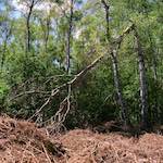 Image: Fourth image from the photoset 'fen (xii) '.