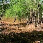 Image: Sixth image from the photoset 'fen (xii) '.