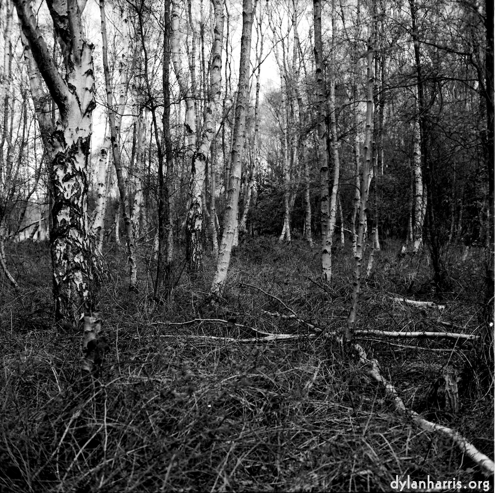 Image: Image 'fen (xiii) 2'.