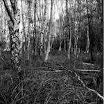 Second image from the photoset 'fen (xiii)'.