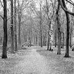 image: Image from the photoset &lsquo;wood (v)&rsquo;.