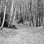 image: Image from the photoset &lsquo;wood (v)&rsquo;.