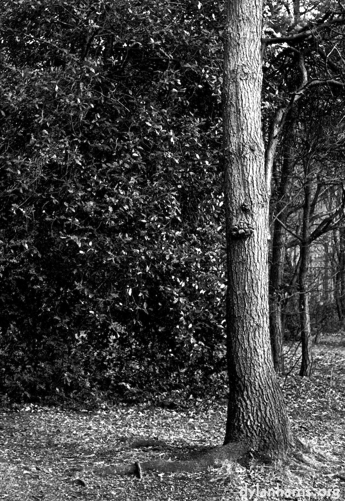 image: This is &lsquo;wood (vi) 3&rsquo;.