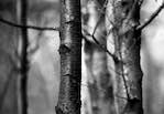 image: Image from the photoset &lsquo;wood (vi)&rsquo;.