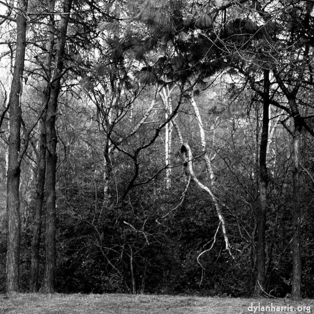 image: This is &lsquo;wood (xxv) 4&rsquo;.