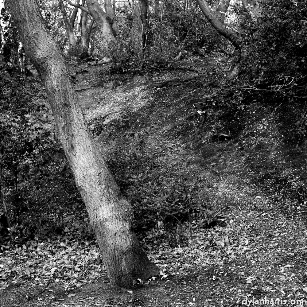 image: This is &lsquo;wood (xxv) 5&rsquo;.