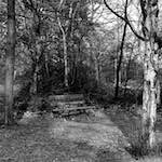 image: Image from the photoset &lsquo;wood (xxv)&rsquo;.