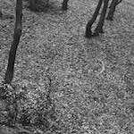 image: Image from the photoset &lsquo;wood (xxv)&rsquo;.